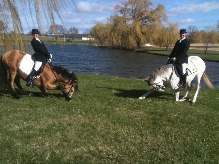 WHAT IS A CURLY SPORTHORSE?